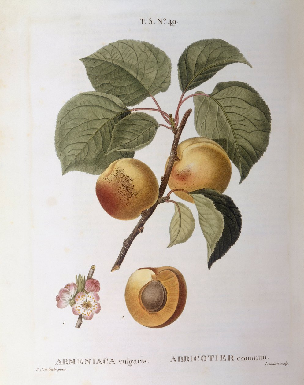Aprikoosi (Armeniaca vulgaris tai Prunus armeniaca), Henry Louis Duhamel du Monceau, Pierre Joseph Redoutén kasvitieteellinen levy tekijältä Pierre Joseph Redouté