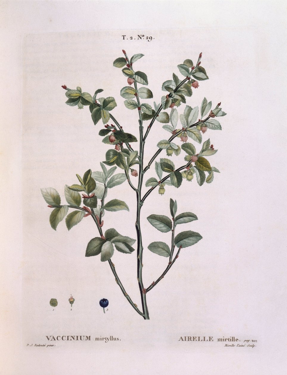 Mustika (Vaccinium myrtillus), Henry Louis Duhamel du Monceau, Pierre Joseph Redoutén kasvitieteellinen levy tekijältä Pierre Joseph Redouté
