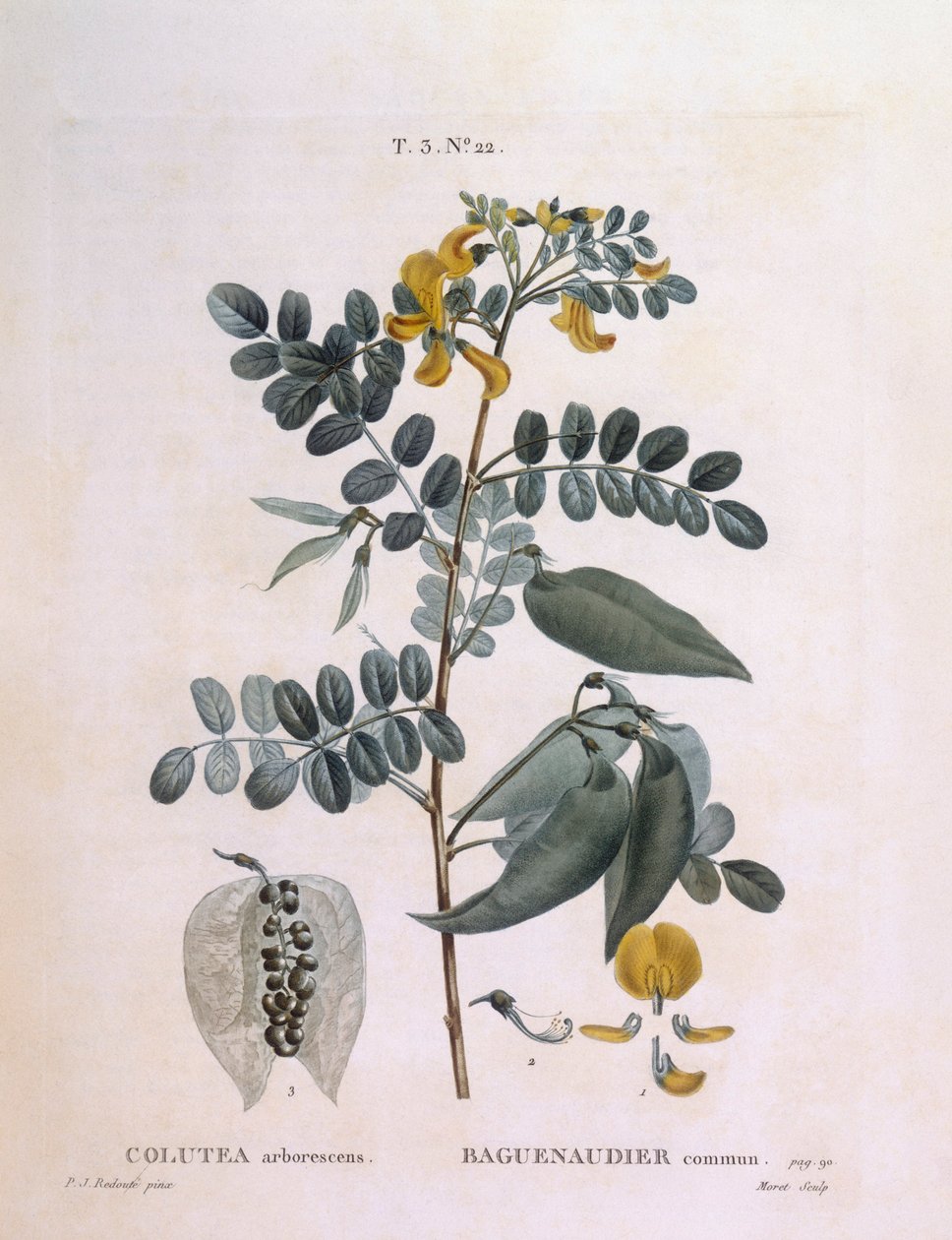 Virtsarakko Senna (Colutea arborescence), Henry Louis Duhamel du Monceau, Pierre Joseph Redoutén kasvitieteellinen levy tekijältä Pierre Joseph Redouté