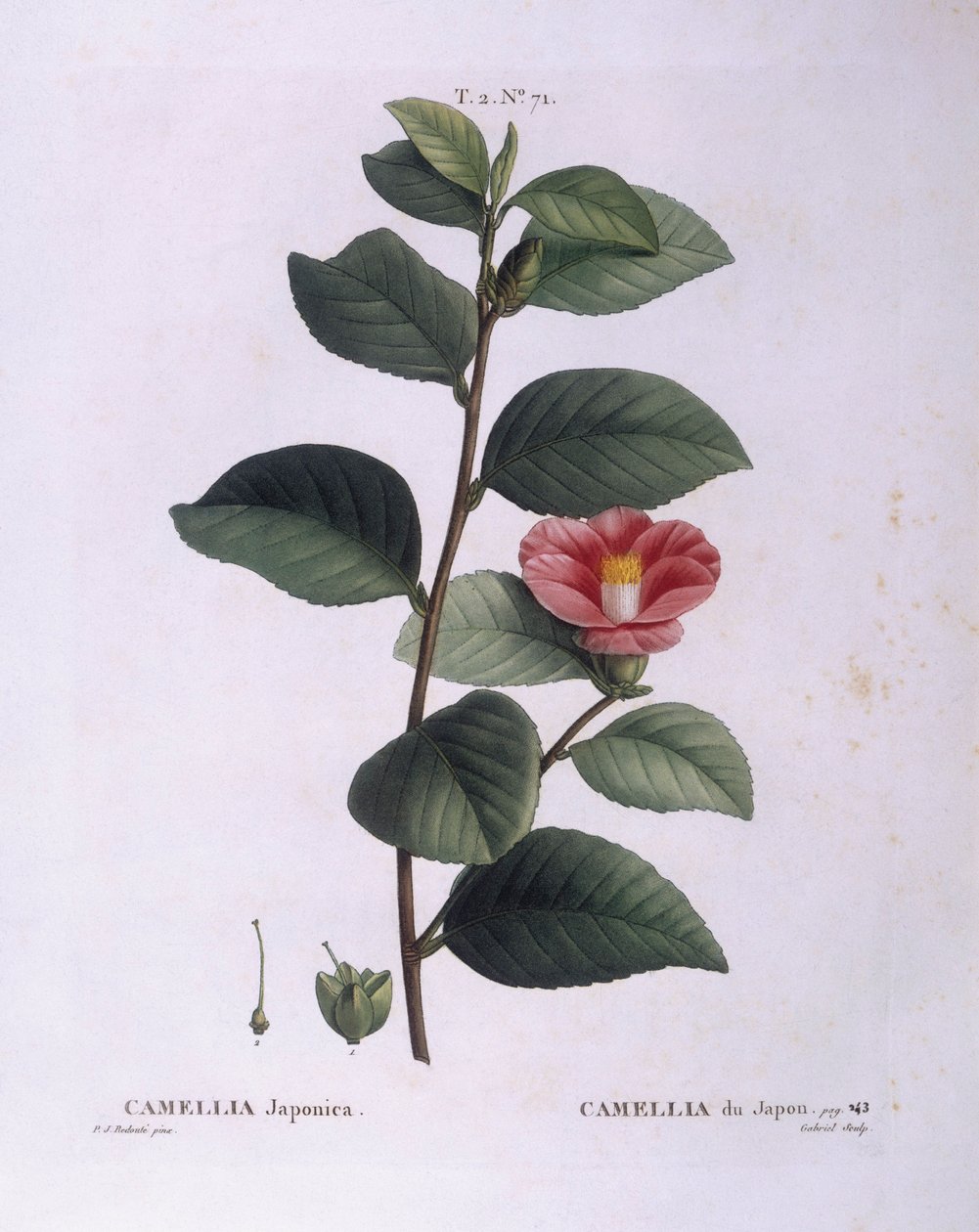 Camellia (Camellia japonica), Henry Louis Duhamel du Monceau, Pierre Joseph Redoutén kasvitieteellinen levy tekijältä Pierre Joseph Redouté