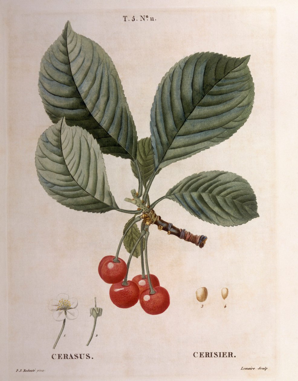 Kirsikka (Cerasus), Henry Louis Duhamel du Monceau, Pierre Joseph Redoutén kasvitieteellinen levy tekijältä Pierre Joseph Redouté
