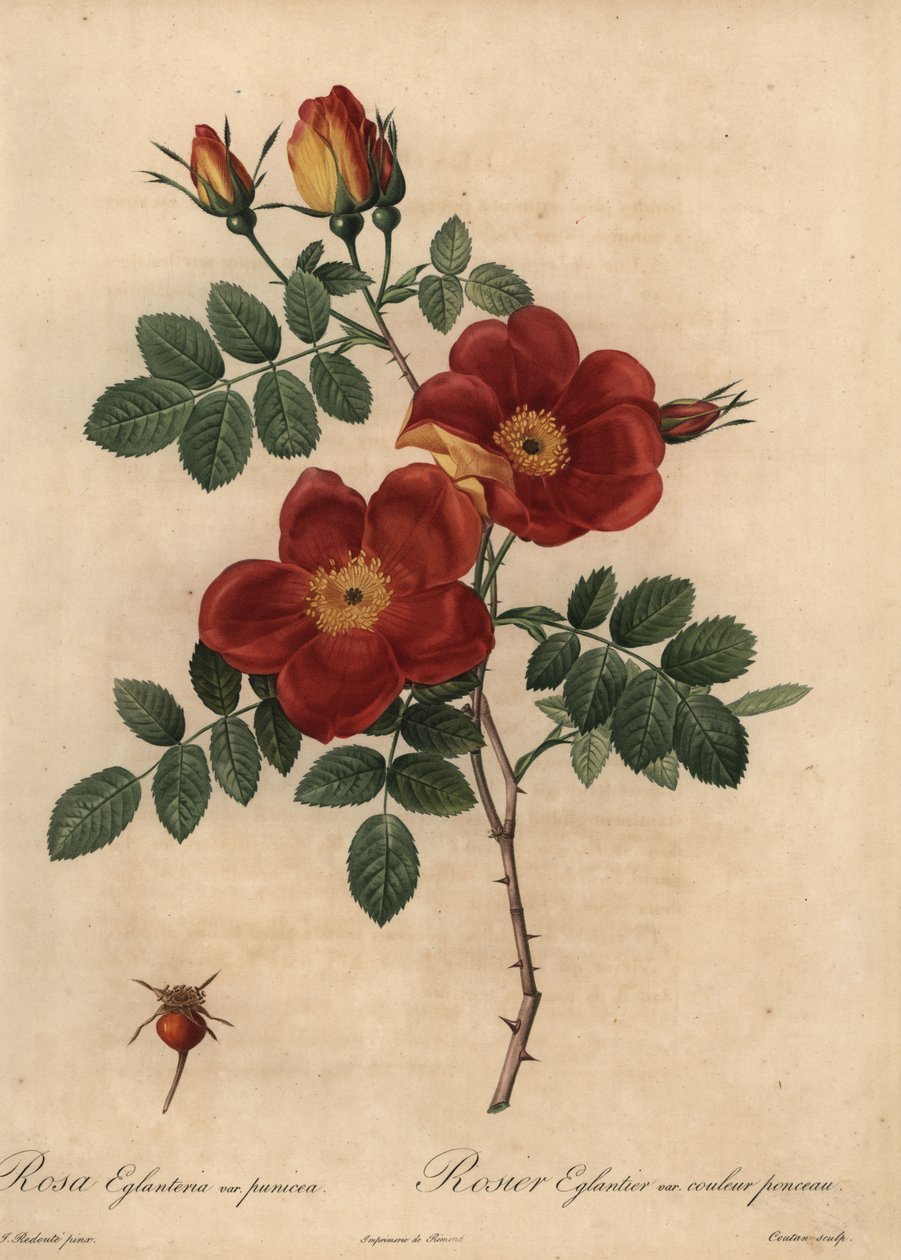 Kupariruusu, Rosa eglanteria tekijältä Pierre Joseph Redouté