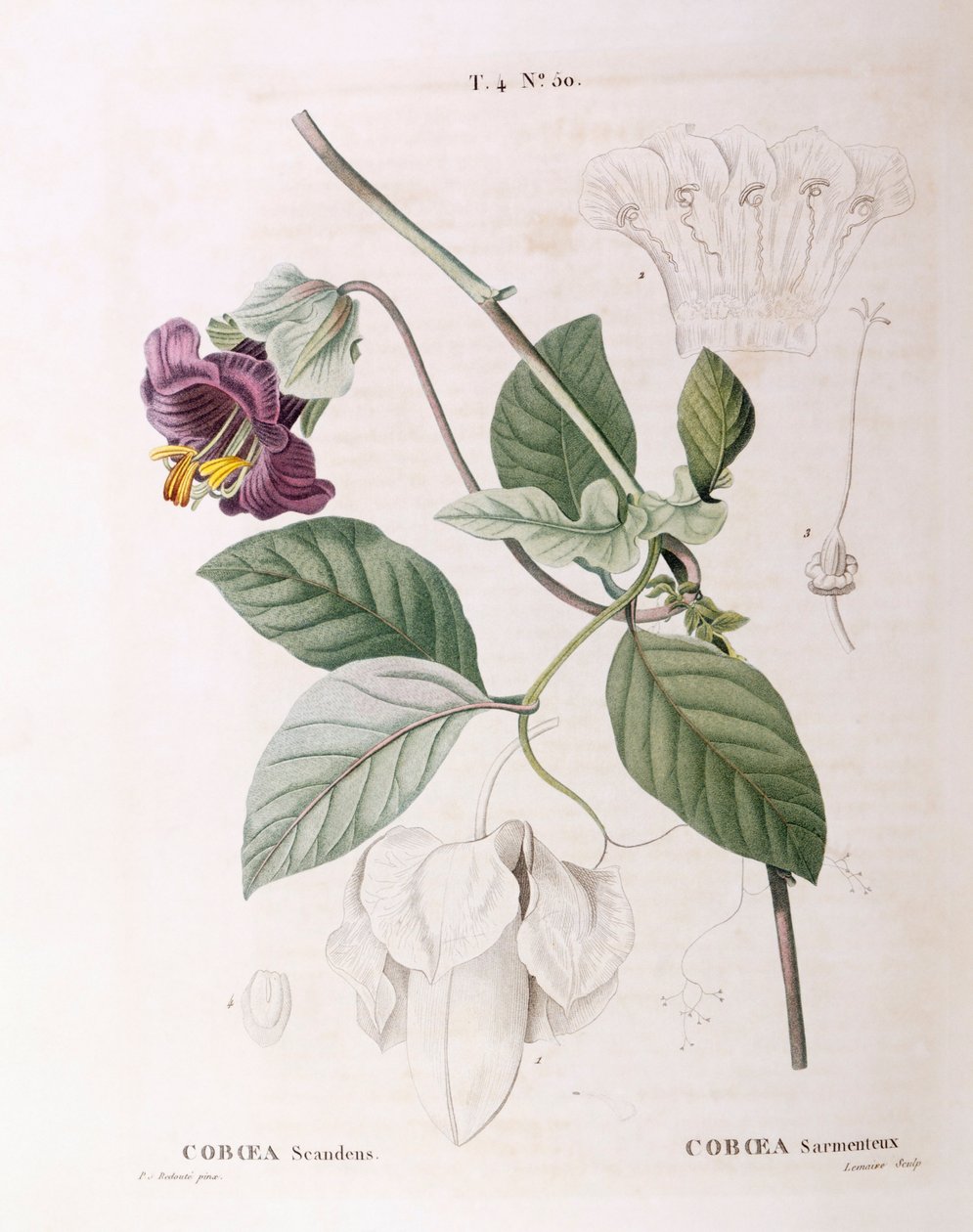 Kuppi ja lautanen viiniköynnös (Cobaea scandens), Henry Louis Duhamel du Monceau, Pierre Joseph Redoutén kasvitieteellinen levy tekijältä Pierre Joseph Redouté