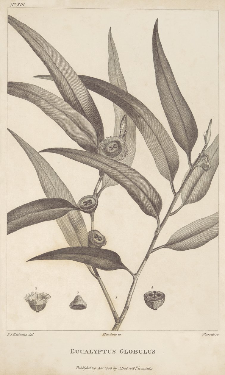 Eucalyptus Globulus Jacques-Julien Houtou de La Billardièren kirjasta "Kertomus matkasta etsimään La Perousetta" tekijältä Pierre Joseph Redouté