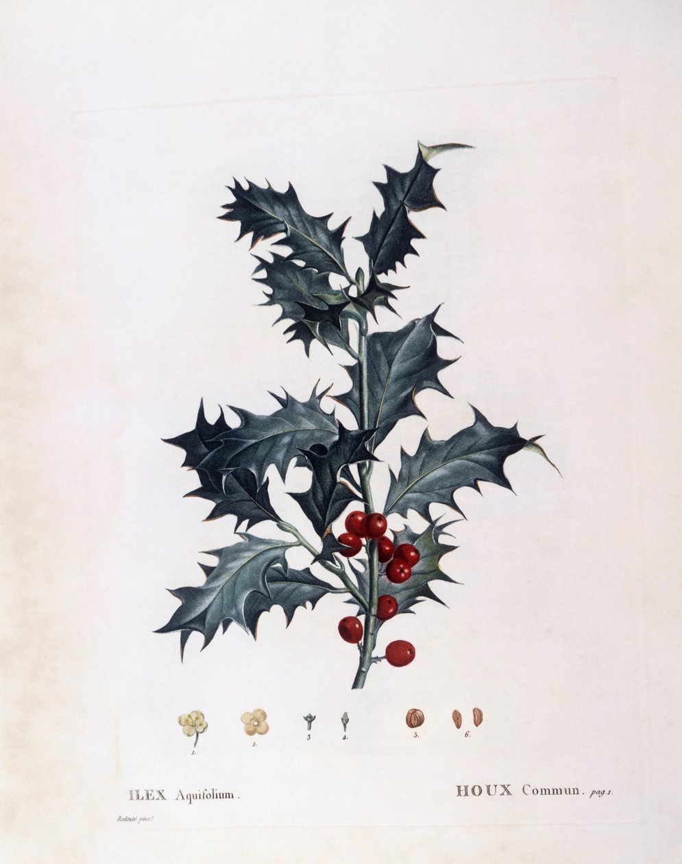 Eurooppalainen holly (Ilex aquifolium), Henry Louis Duhamel du Monceau, Pierre Joseph Redoutén kasvitieteellinen levy tekijältä Pierre Joseph Redouté