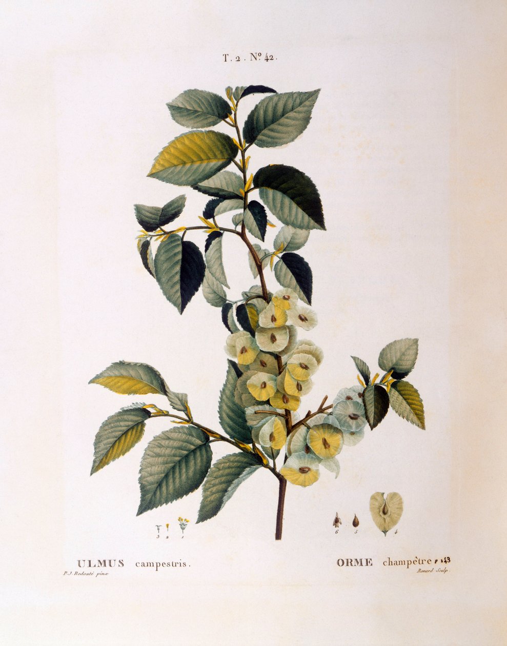 Jalava (Ulmus campestris gold minor), Henry Louis Duhamel du Monceau, Pierre Joseph Redoutén kasvitieteellinen levy tekijältä Pierre Joseph Redouté