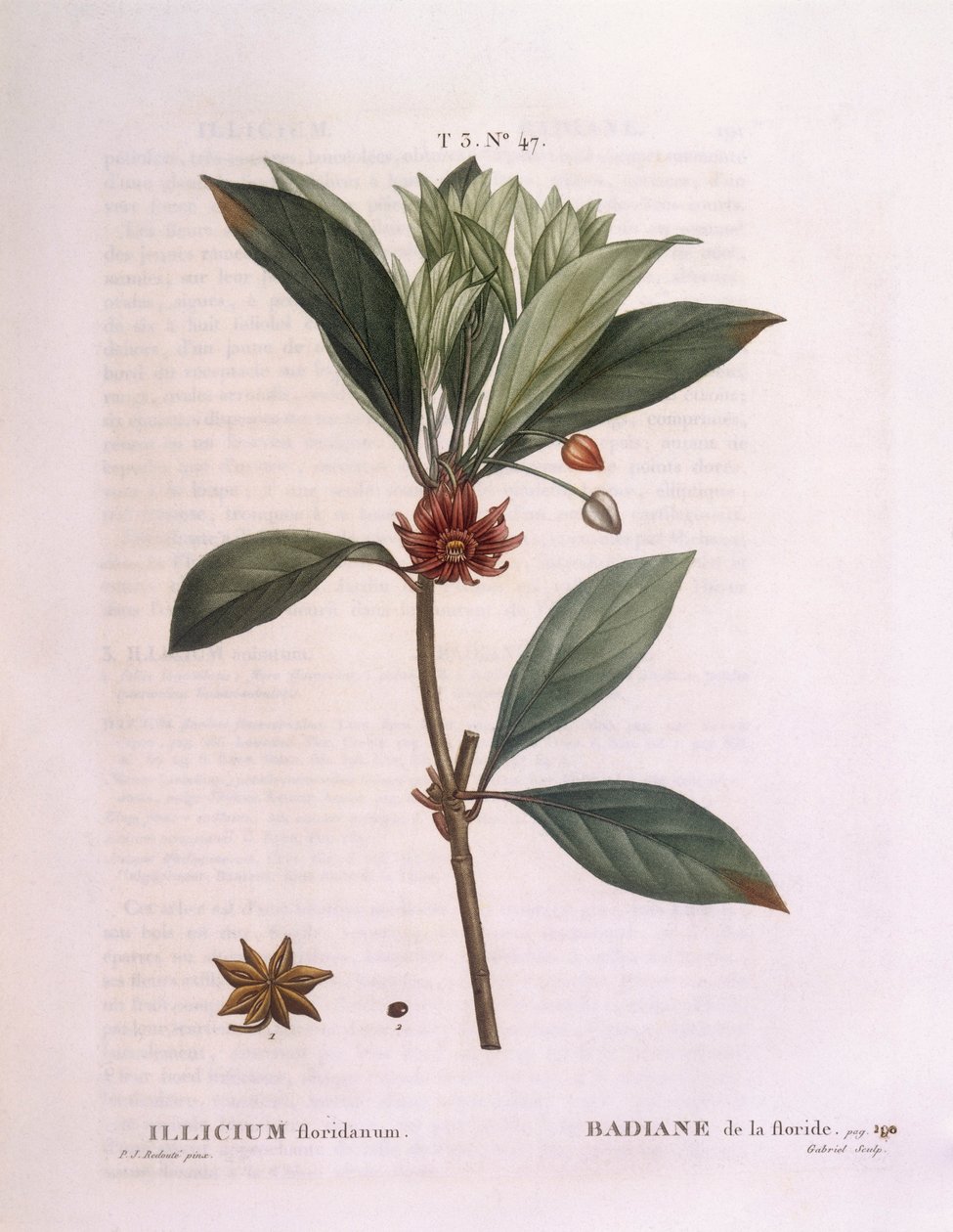 Floridan anispuu (Illicium floridanum), Henry Louis Duhamel du Monceau, Pierre Joseph Redoutén kasvitieteellinen levy tekijältä Pierre Joseph Redouté