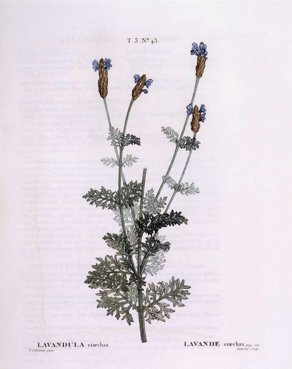 Ranskalainen laventeli (Lavandula stoechas), Henry Louis Duhamel du Monceau, Pierre Joseph Redoutén kasvitieteellinen levy tekijältä Pierre Joseph Redouté
