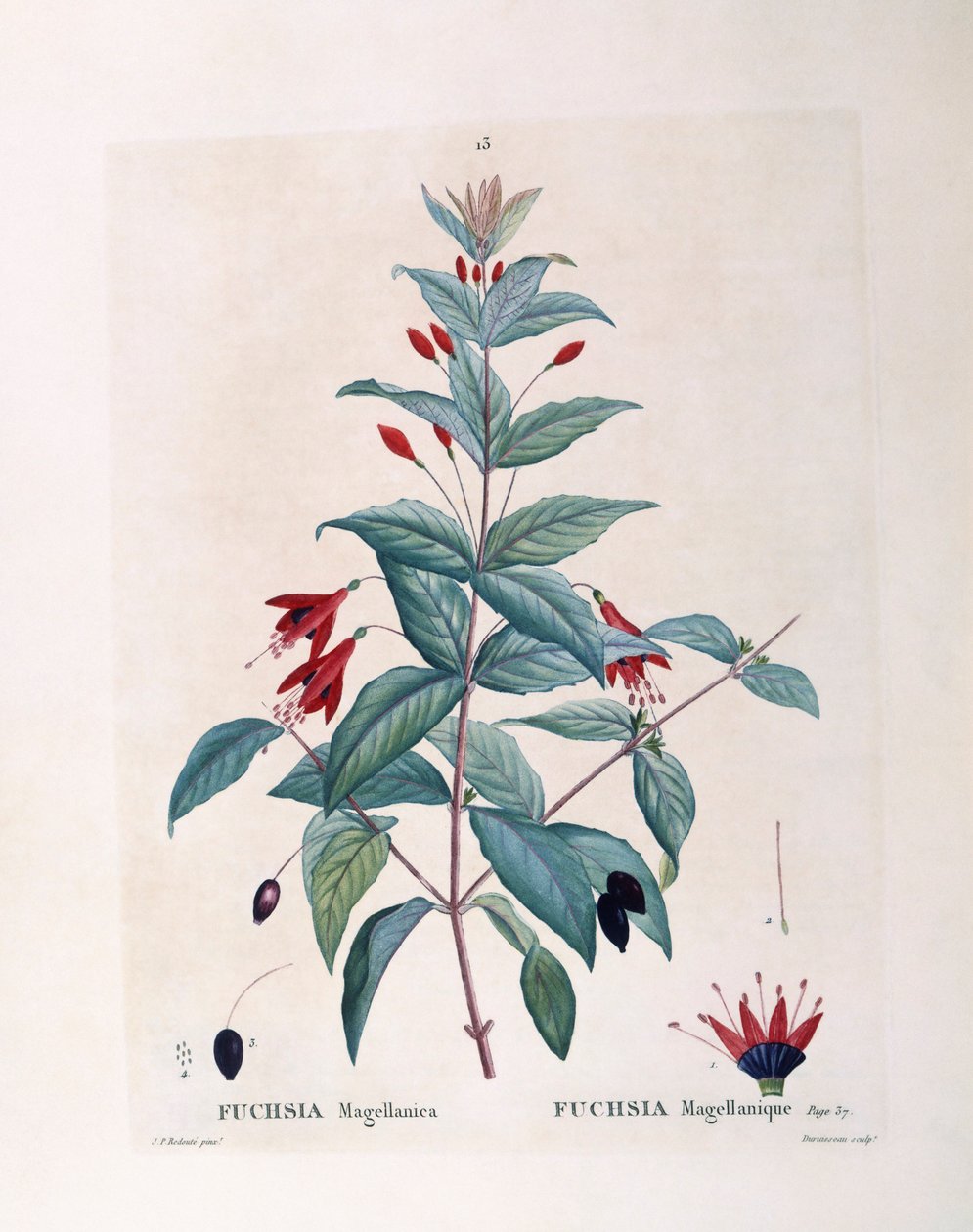 Fuksia (Fuchsia magellanica), Henry Louis Duhamel du Monceau, Pierre Joseph Redoutén kasvitieteellinen levy tekijältä Pierre Joseph Redouté