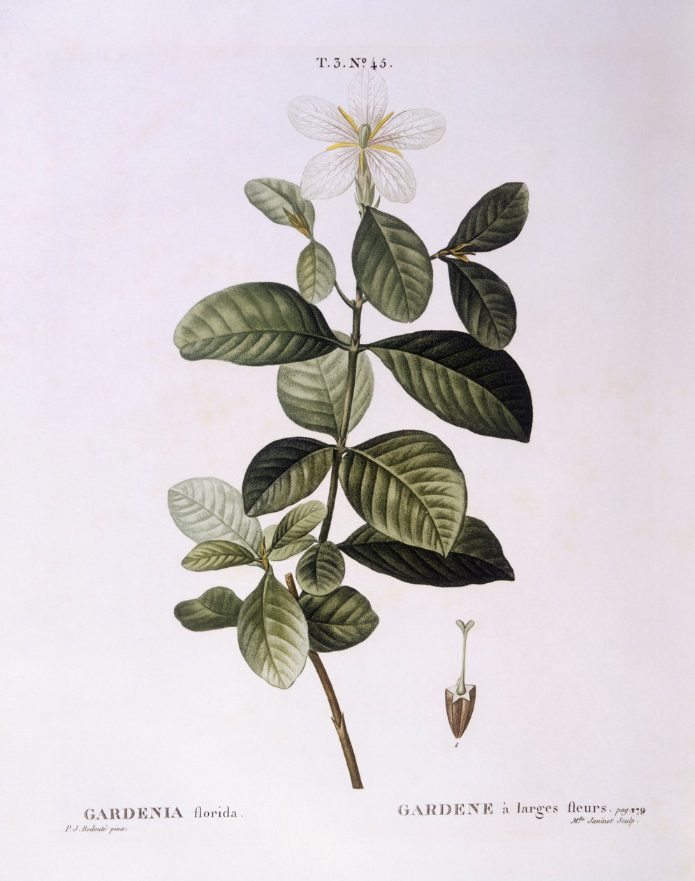 Gardenia (Gardenia florida), Henry Louis Duhamel du Monceau, Pierre Joseph Redoutén kasvitieteellinen levy tekijältä Pierre Joseph Redouté