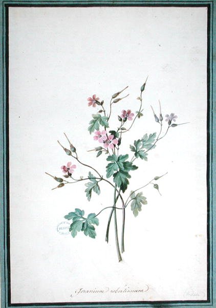 Geranium Robertianum (akvarelli) tekijältä Pierre Joseph Redouté