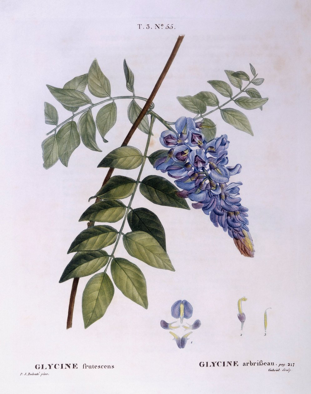 Wisteria (Glycine frutescens), Henry Louis Duhamel du Monceau, Pierre Joseph Redoutén kasvitieteellinen levy tekijältä Pierre Joseph Redouté