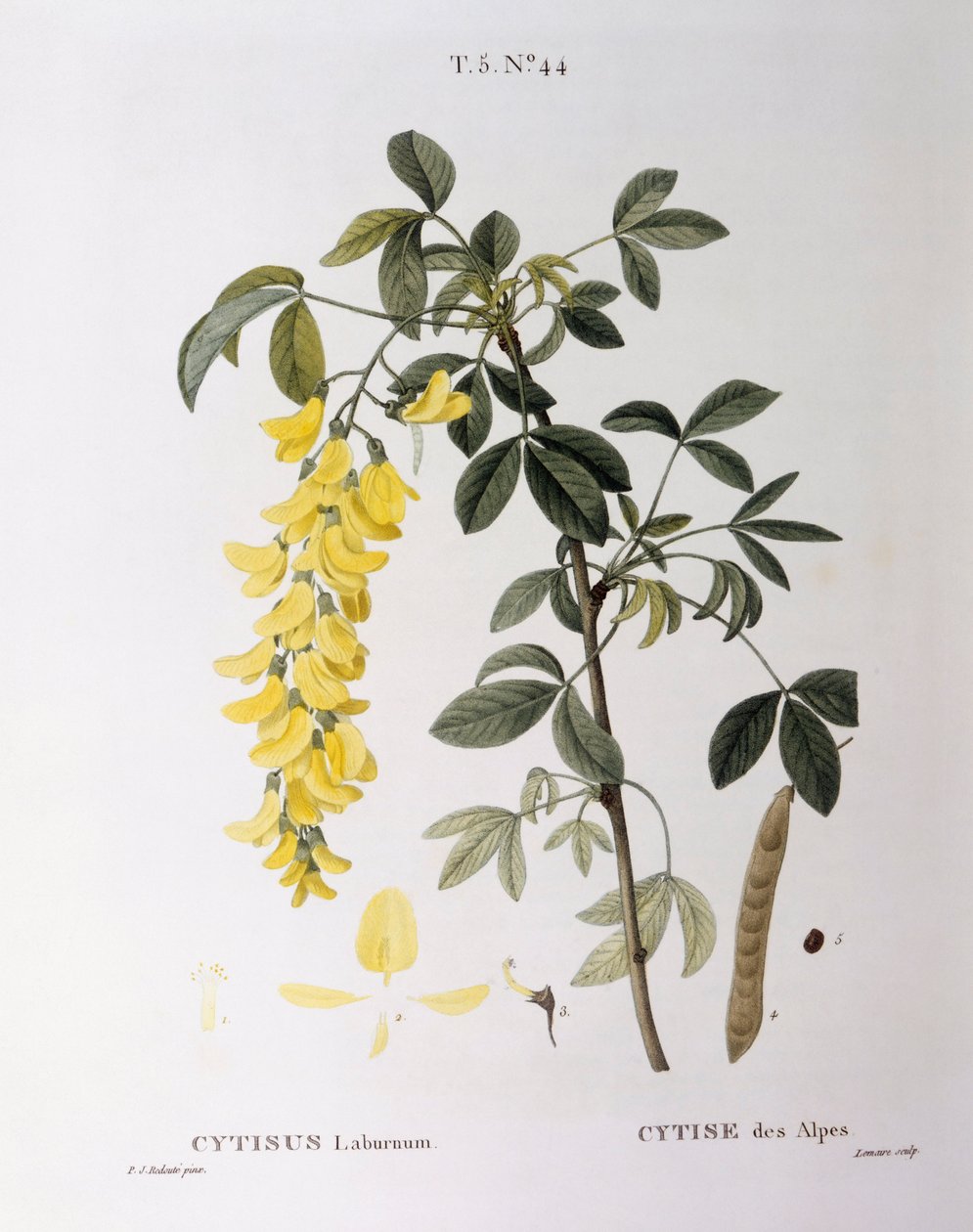 Kultainen ketju (Cytisus laburnum), Henry Louis Duhamel du Monceau, Pierre Joseph Redoutén kasvitieteellinen taulu. tekijältä Pierre Joseph Redouté