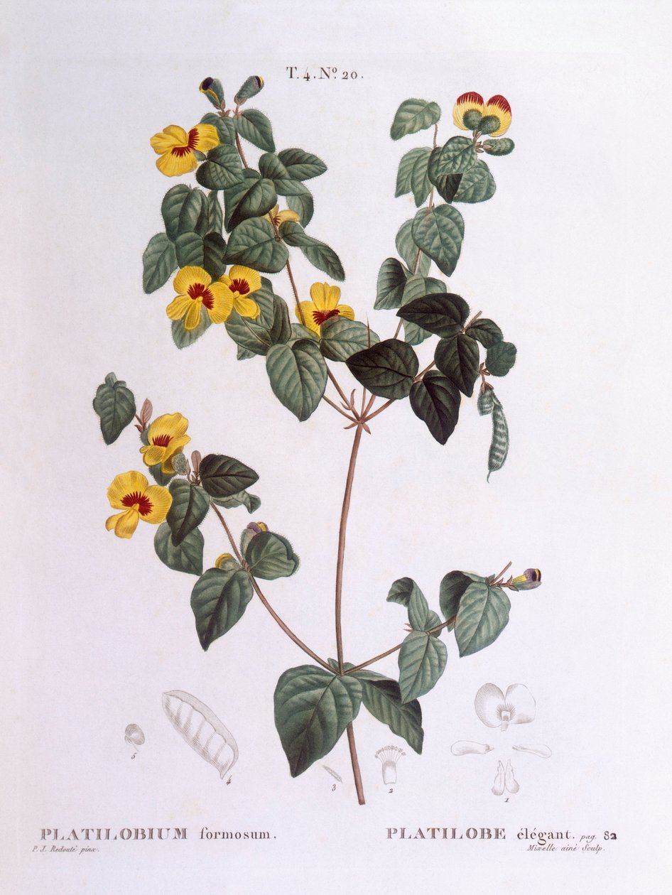 Komea litteä herne (Platylobium formosum), Henry Louis Duhamel du Monceau, Pierre Joseph Redoutén kasvitieteellinen levy tekijältä Pierre Joseph Redouté
