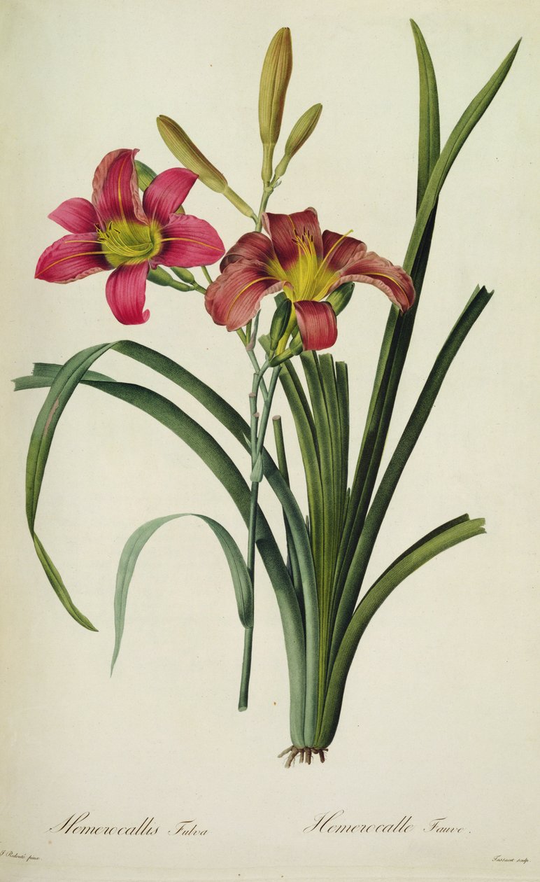 Hemerocallis fulva (lilja), ,Les Liliacees