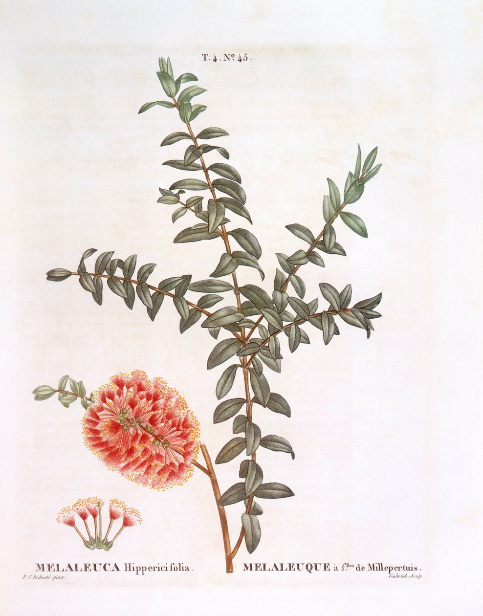 Hillock pensas (Melaleuca hypericifolia), Henry Louis Duhamel du Monceau, Pierre Joseph Redoutén kasvitieteellinen levy tekijältä Pierre Joseph Redouté