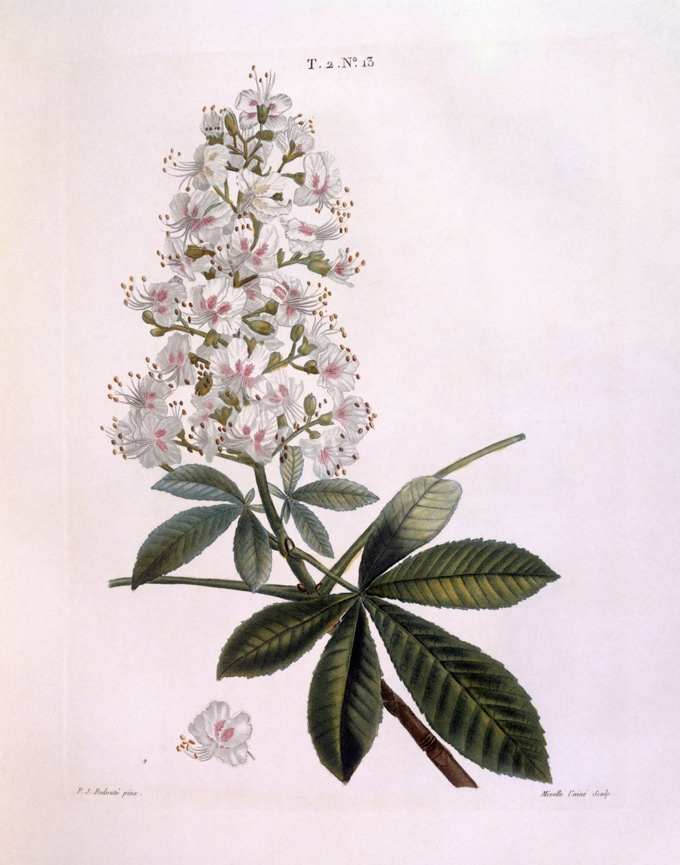 Hevoskastanja tai konkeripuu (Aesculus hippocastanum), Henry Louis Duhamel du Monceau, Pierre Joseph Redoutén kasvitieteellinen levy tekijältä Pierre Joseph Redouté