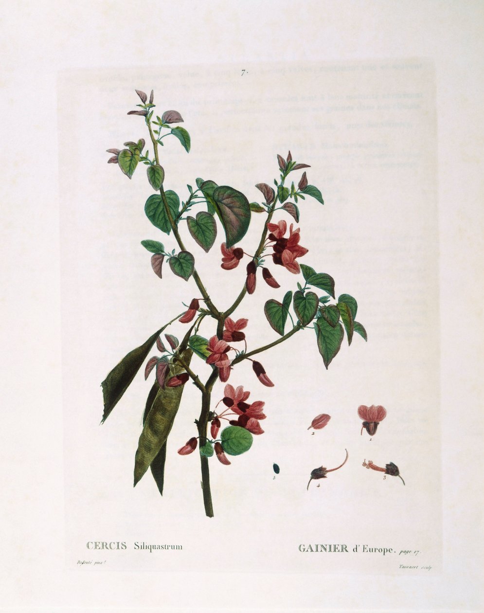 Juudaspuu (Cercis siliquastrum), Henry Louis Duhamel du Monceau, Pierre Joseph Redoutén kasvitieteellinen levy tekijältä Pierre Joseph Redouté