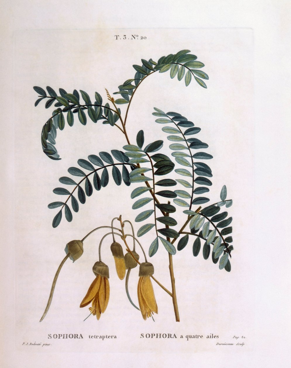 Kowhai (Sophora tetraptera tai Edwardsia grandiflora), Henry Louis Duhamel du Monceau, Pierre Joseph Redoutén kasvitieteellinen levy tekijältä Pierre Joseph Redouté