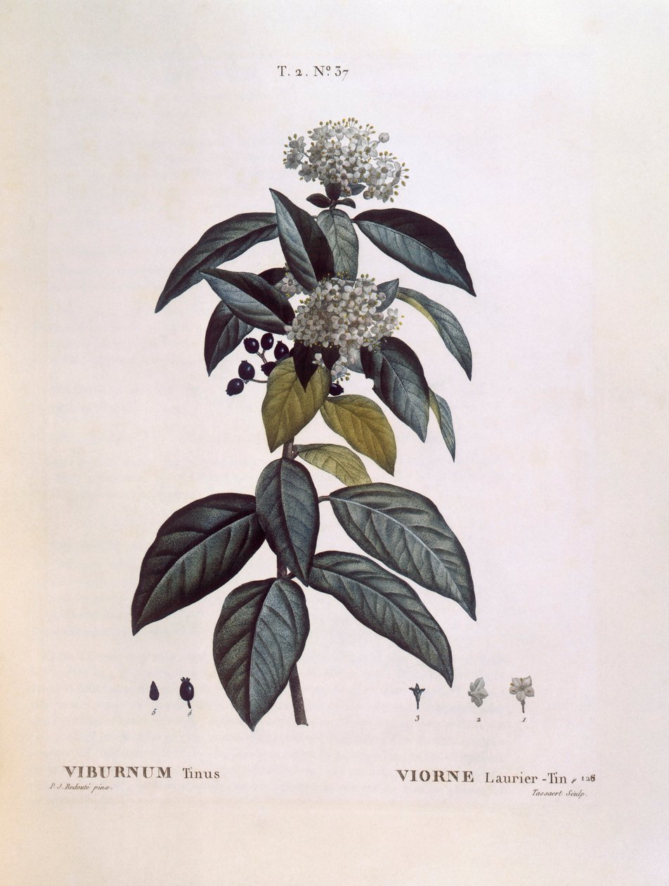 Laurustinus (Viburnum tinus), Henry Louis Duhamel du Monceau, Pierre Joseph Redoutén kasvitieteellinen levy tekijältä Pierre Joseph Redouté