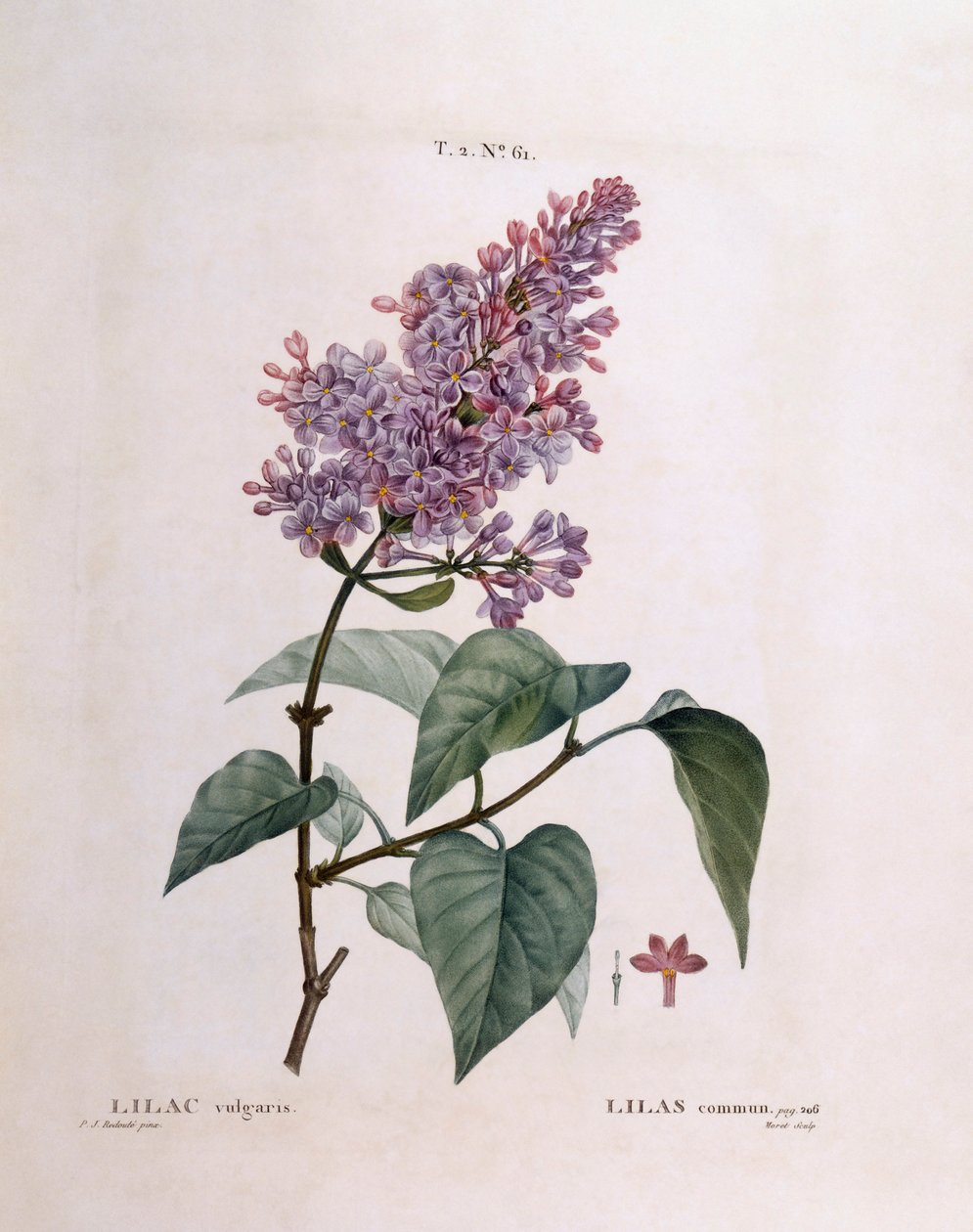 Lila (Syringa vulgaris), Henry Louis Duhamel du Monceau, Pierre Joseph Redoutén kasvitieteellinen levy tekijältä Pierre Joseph Redouté