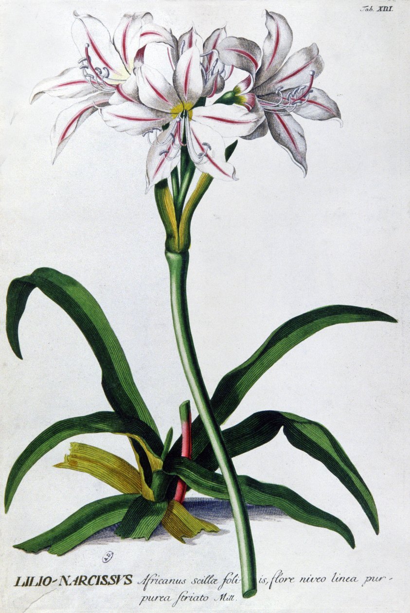 Lily, Narcissus Lily tekijältä Pierre Joseph Redouté