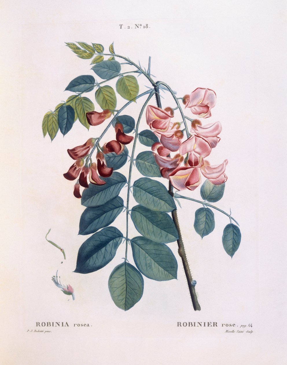 Heinäsirkka (Robinia rosea), Henry Louis Duhamel du Monceau, Pierre Joseph Redoutén kasvitieteellinen levy tekijältä Pierre Joseph Redouté