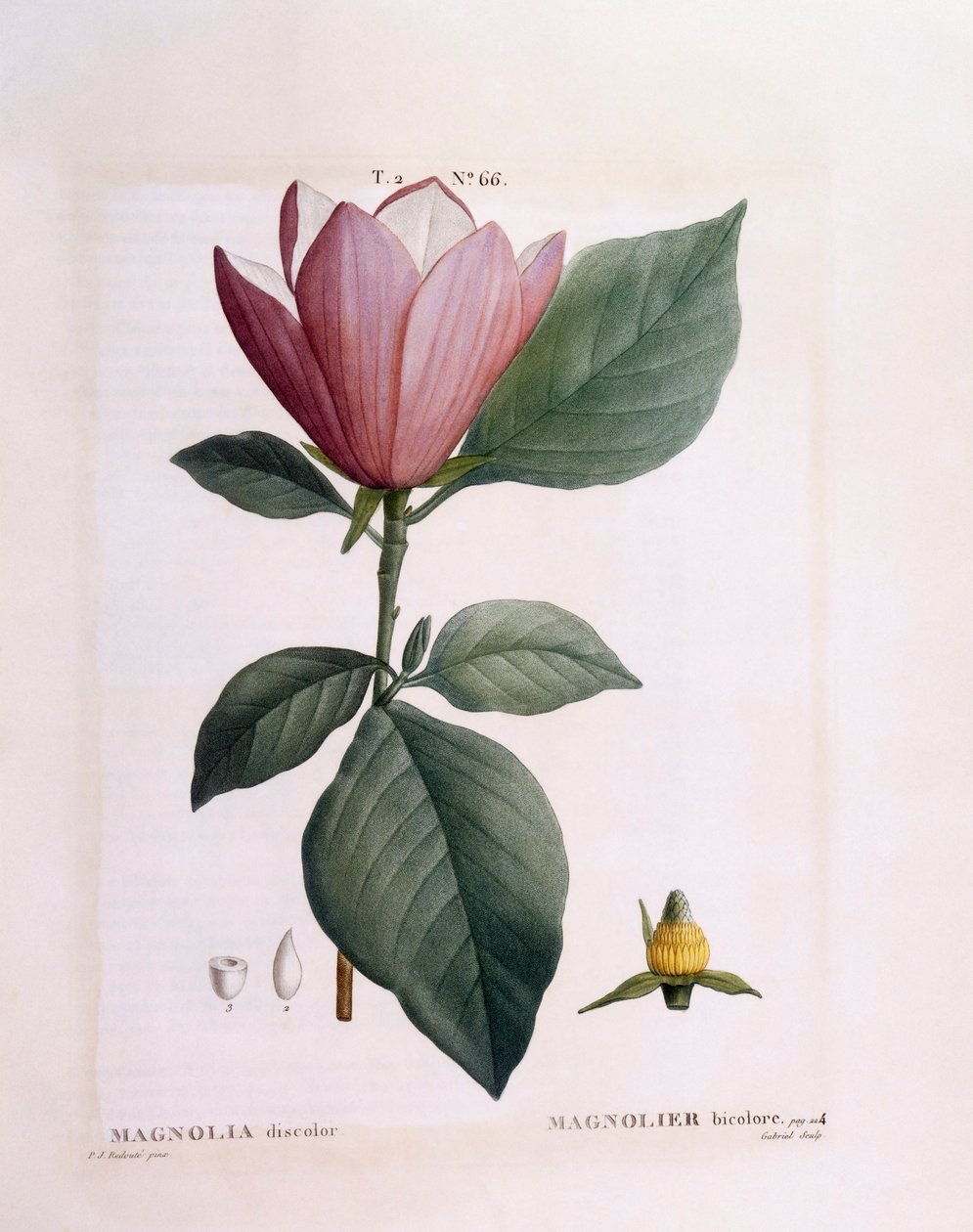 Magnolia (Magnolia Discolour), Henry Louis Duhamel du Monceau, Pierre Joseph Redoutén kasvitieteellinen levy tekijältä Pierre Joseph Redouté