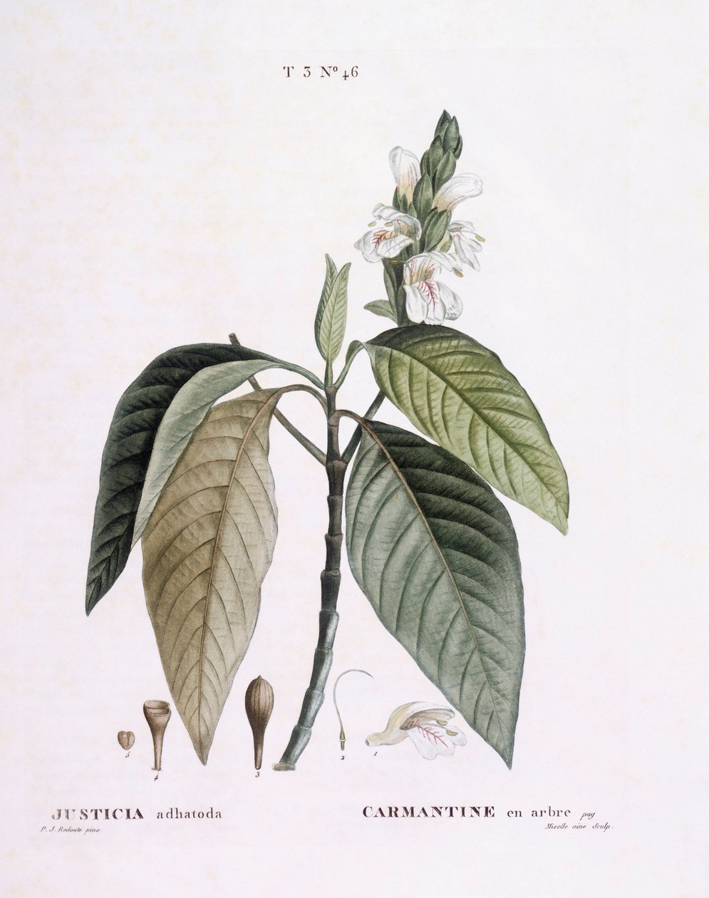 Malabar-pähkinä (Justicia adhatoda), Henry Louis Duhamel du Monceau, Pierre Joseph Redoutén kasvitieteellinen levy tekijältä Pierre Joseph Redouté