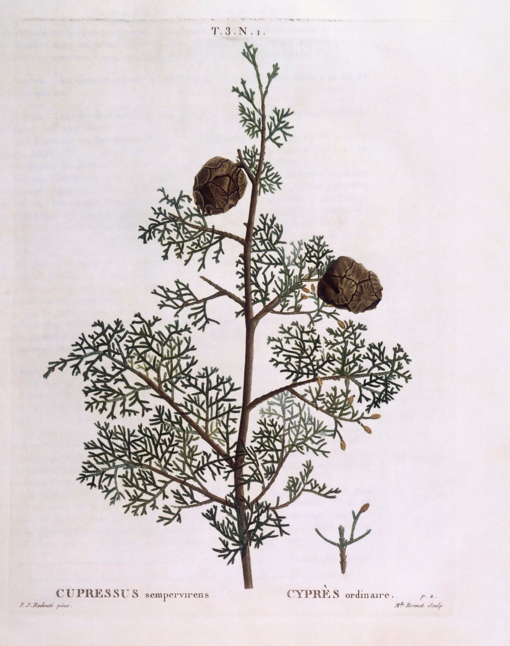 Välimeren sypressi (Cupressus sempervirens), Henry Louis Duhamel du Monceau, Pierre Joseph Redoutén kasvitieteellinen levy tekijältä Pierre Joseph Redouté