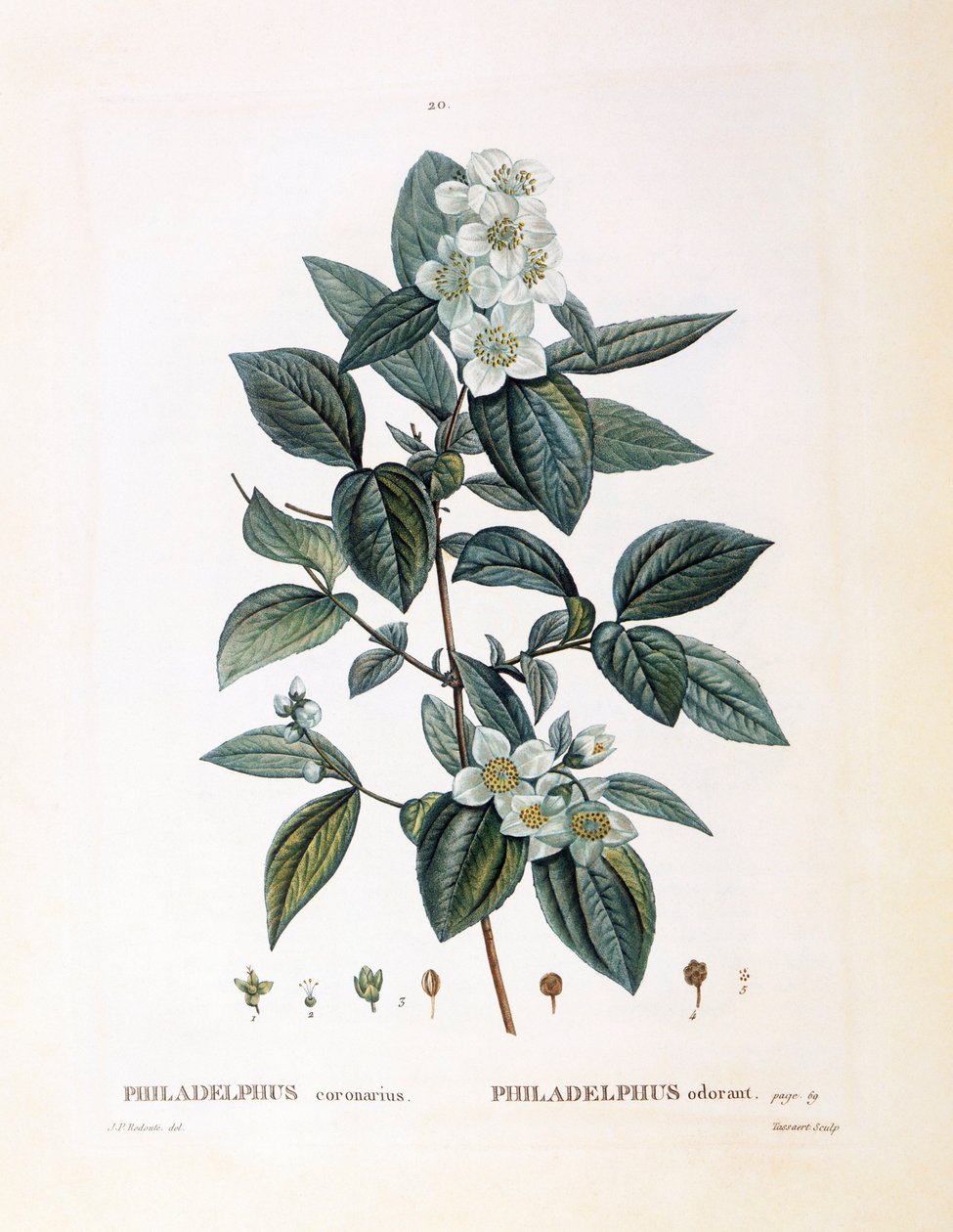 Pila-appelsiini (Philadelphus coronarius), Henry Louis Duhamel du Monceau, Pierre Joseph Redoutén kasvitieteellinen levy tekijältä Pierre Joseph Redouté