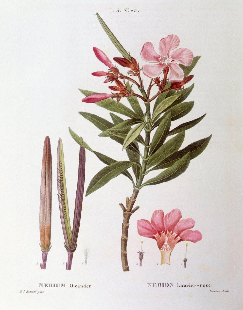 Oleanteri (Nerium oleander), Henry Louis Duhamel du Monceau, Pierre Joseph Redoutén kasvitieteellinen levy tekijältä Pierre Joseph Redouté