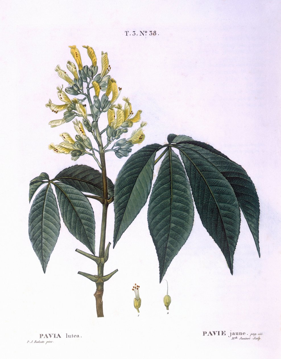 Pavia lutea Henry Louis Duhamel du Monceau, Pierre Joseph Redoutén kasvitieteellinen levy tekijältä Pierre Joseph Redouté