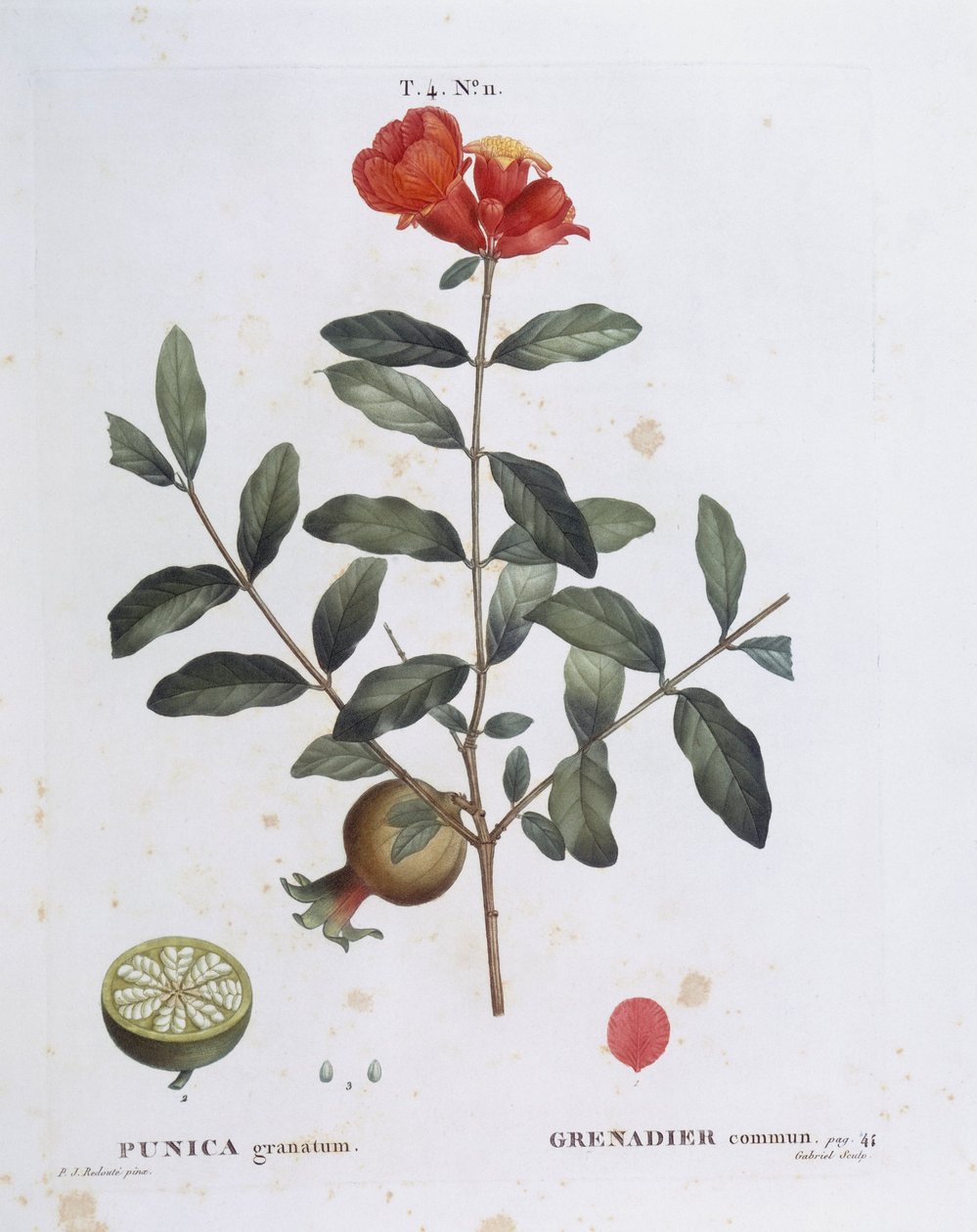 Granaattiomena (Punica granatum), Henry Louis Duhamel du Monceau, Pierre Joseph Redoutén kasvitieteellinen levy tekijältä Pierre Joseph Redouté