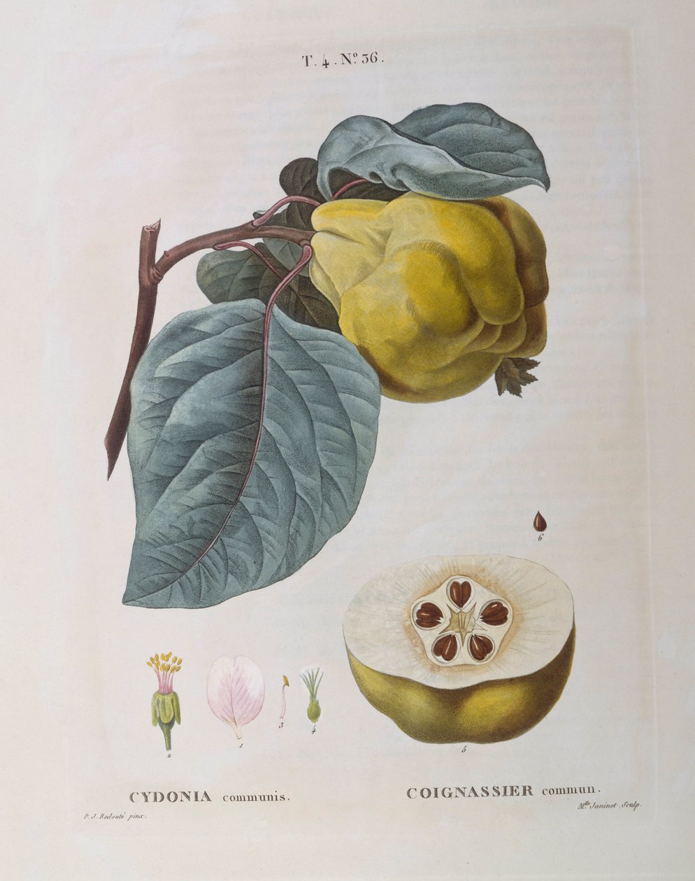 Quince (Cydonia communis), Henry Louis Duhamel du Monceau, Pierre Joseph Redoutén kasvitieteellinen levy tekijältä Pierre Joseph Redouté