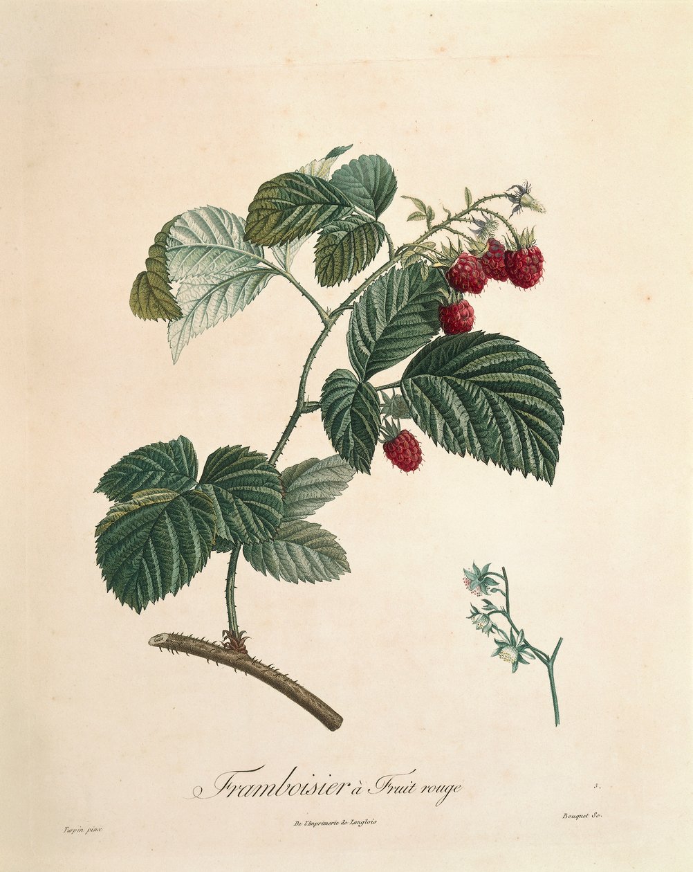 Pierre Joseph Redouten vadelma (1759-1840) tekijältä Pierre Joseph Redouté
