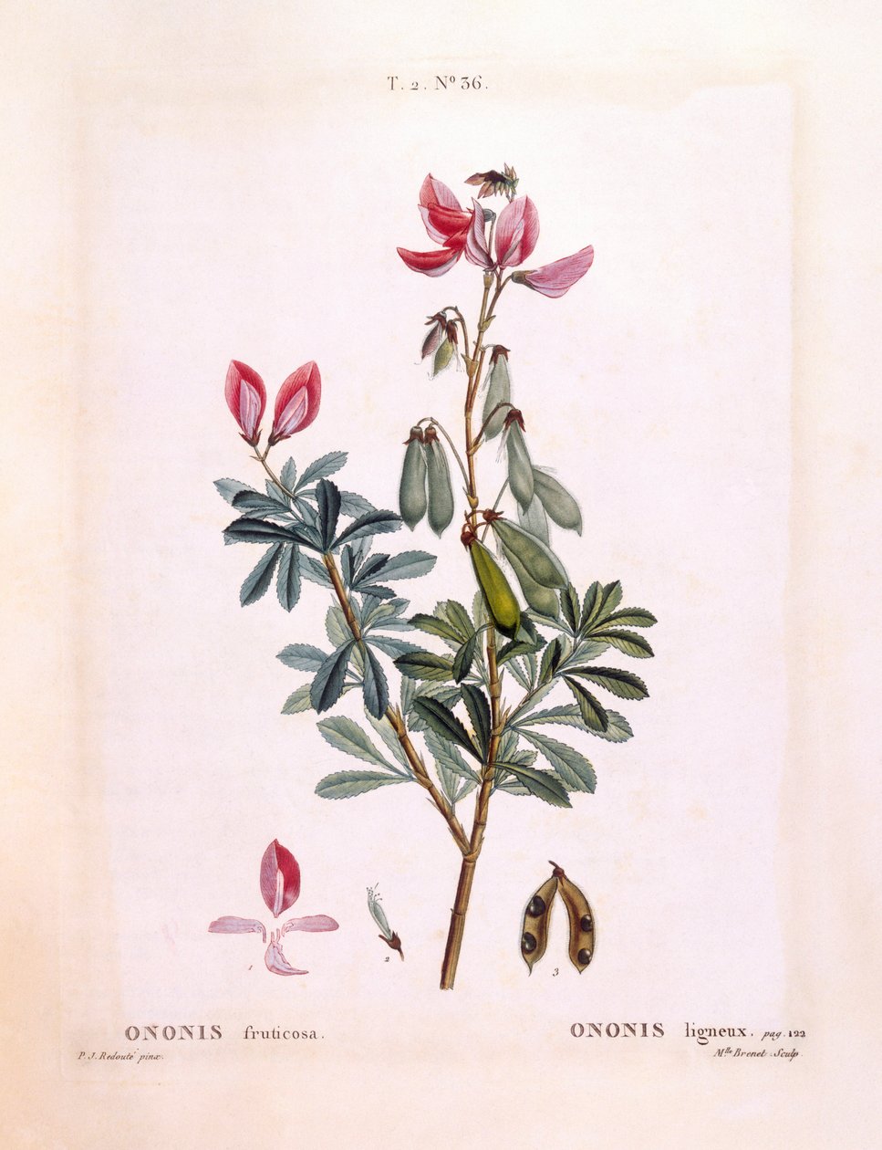 Restharrow (Ononis fruticosa), Henry Louis Duhamel du Monceau, Pierre Joseph Redoutén kasvitieteellinen levy tekijältä Pierre Joseph Redouté