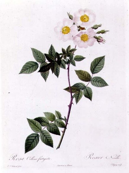 Rosa Collina fastigiata tekijältä Pierre Joseph Redouté