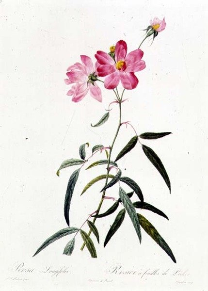 Rosa Longifolia tekijältä Pierre Joseph Redouté