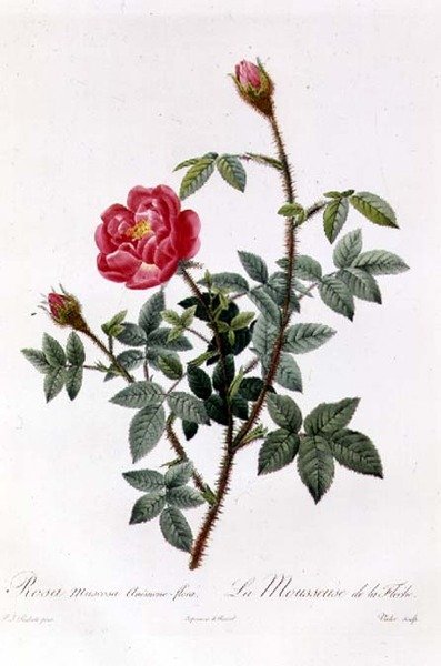 Rosa Muscosa Anemone-Flora tekijältä Pierre Joseph Redouté