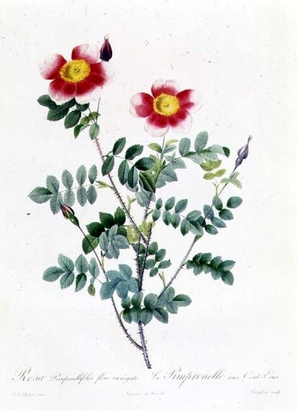 Rosa Rapa tekijältä Pierre Joseph Redouté