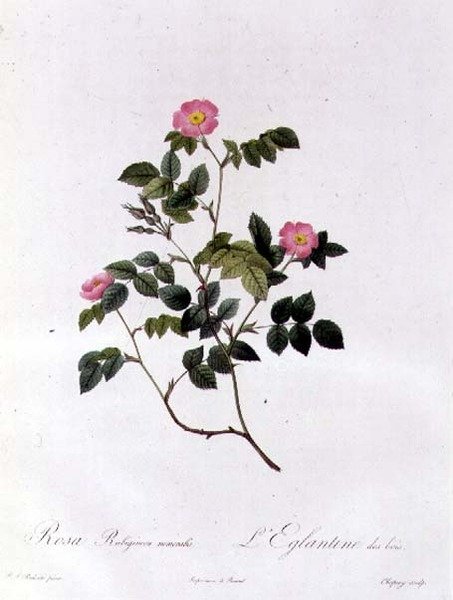 Rosa Rubiginosa Nemoralis tekijältä Pierre Joseph Redouté