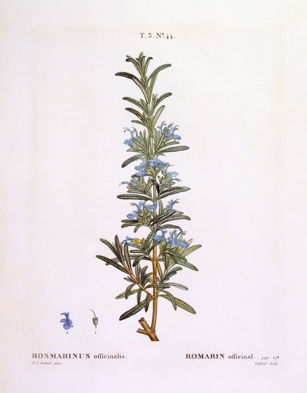 Rosmariini (Rosmarinus officinalis), Henry Louis Duhamel du Monceau, Pierre Joseph Redoutén kasvitieteellinen levy tekijältä Pierre Joseph Redouté