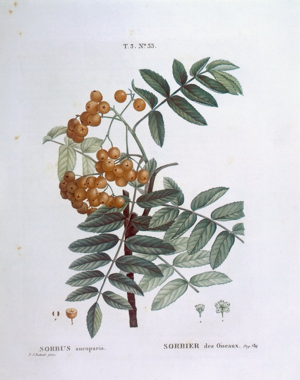 Pihlaja tai vuoristokuusama (Sorbus aucuparia), Henry Louis Duhamel du Monceau, Pierre Joseph Redoutén kasvitieteellinen taulu. tekijältä Pierre Joseph Redouté