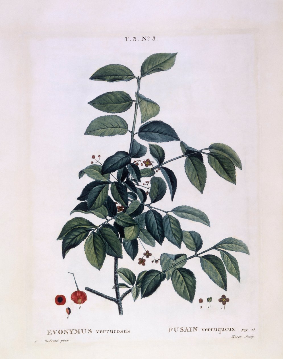Kara (Euonymus verrucosus), Henry Louis Duhamel du Monceau, Pierre Joseph Redoutén kasvitieteellinen levy tekijältä Pierre Joseph Redouté