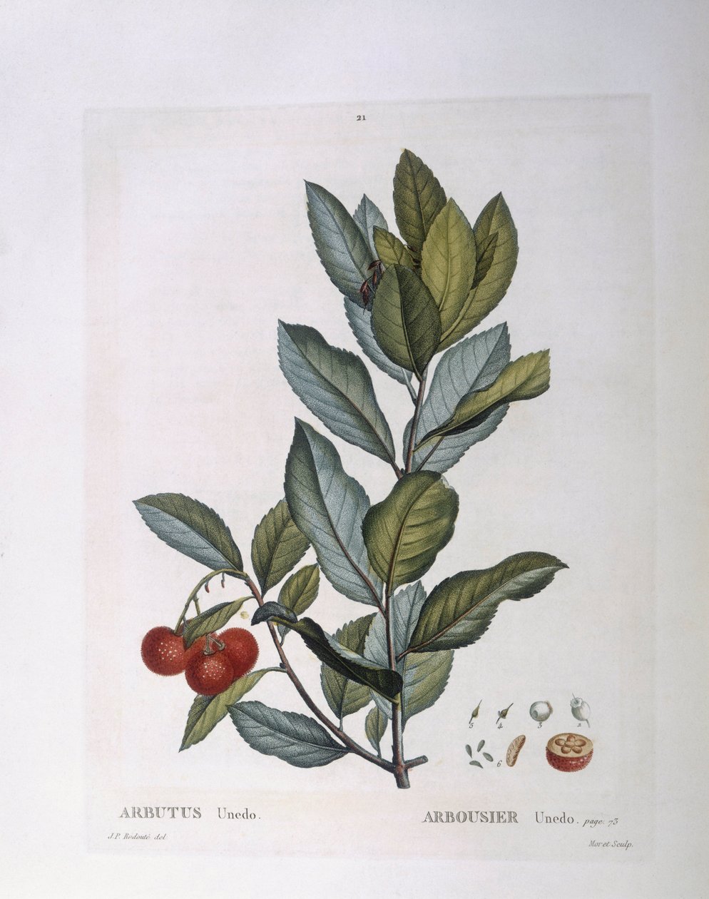 Mansikkapuu (Arbutus unedo), Henry Louis Duhamel du Monceau, Pierre Joseph Redoutén kasvitieteellinen levy tekijältä Pierre Joseph Redouté