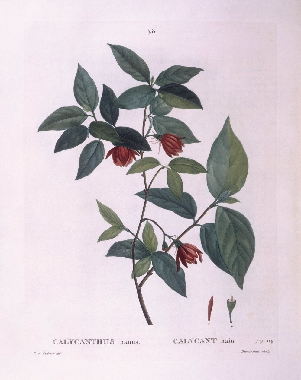 Makeapensas (Calycanthus nanus), Henry Louis Duhamel du Monceau, Pierre Joseph Redoutén kasvitieteellinen levy tekijältä Pierre Joseph Redouté