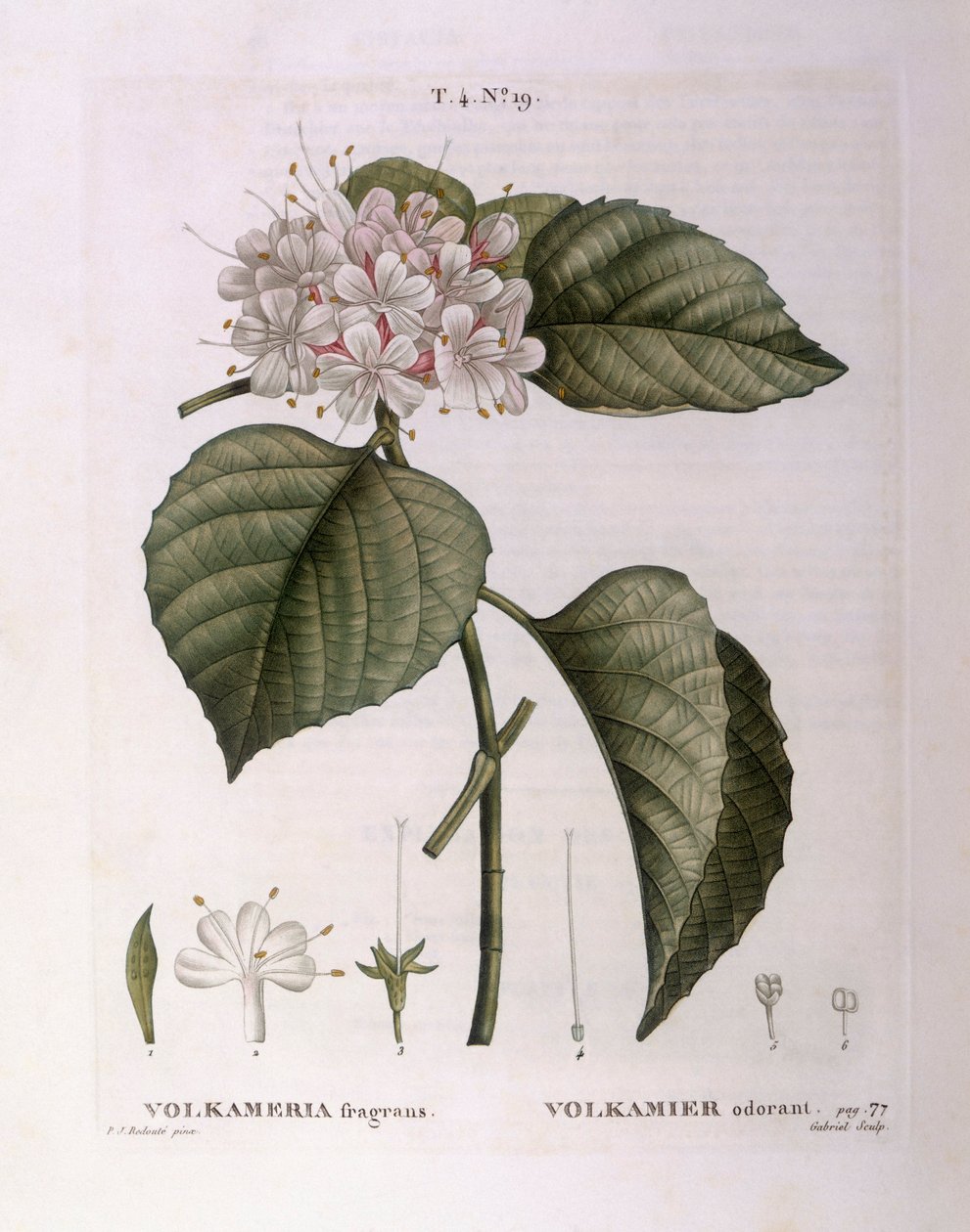 Volkameria fragrans Henry Louis Duhamel du Monceau, Pierre Joseph Redoutén kasvitieteellinen levy tekijältä Pierre Joseph Redouté