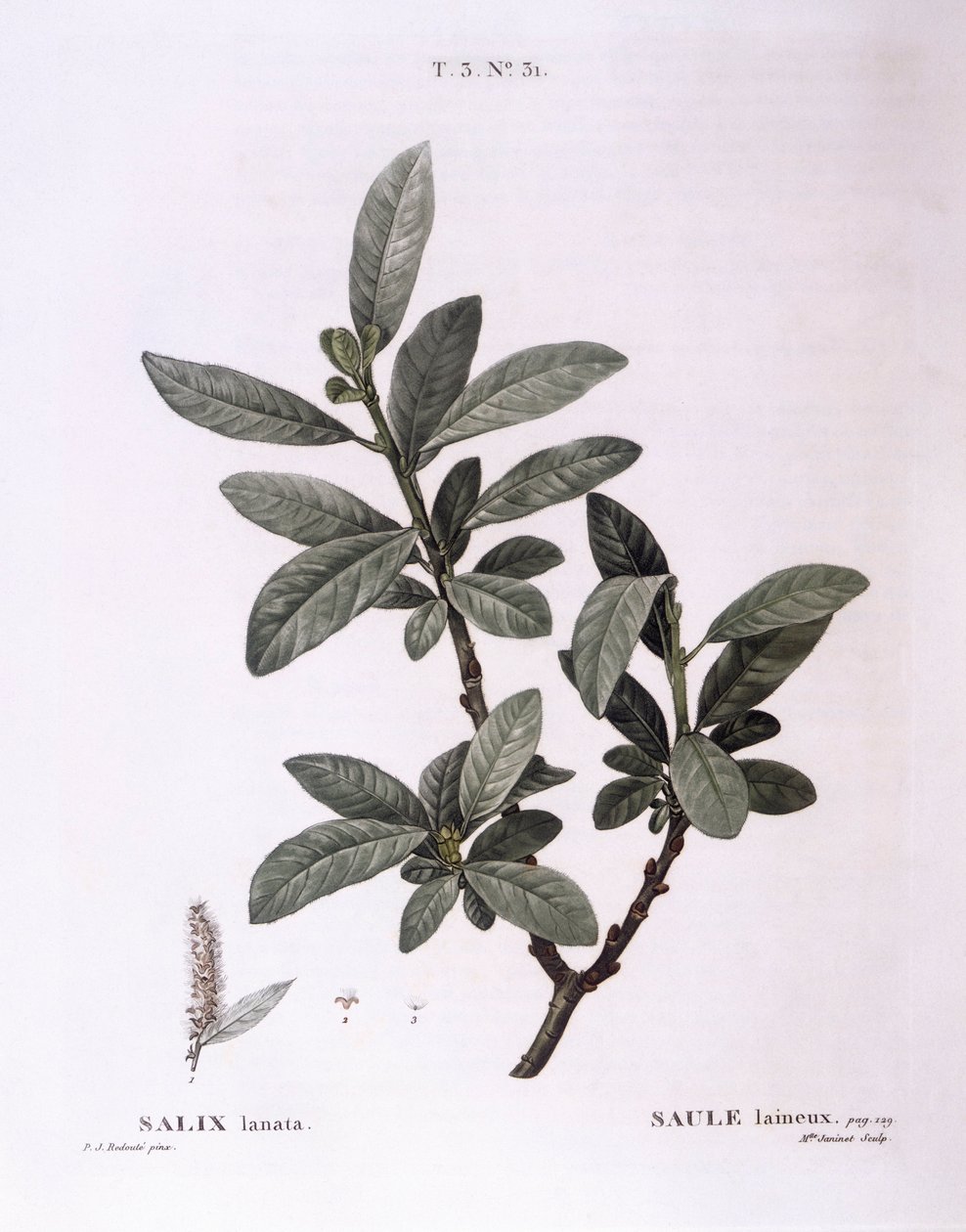Willow (Salix lanata), Henry Louis Duhamel du Monceau, Pierre Joseph Redoutén kasvitieteellinen levy tekijältä Pierre Joseph Redouté