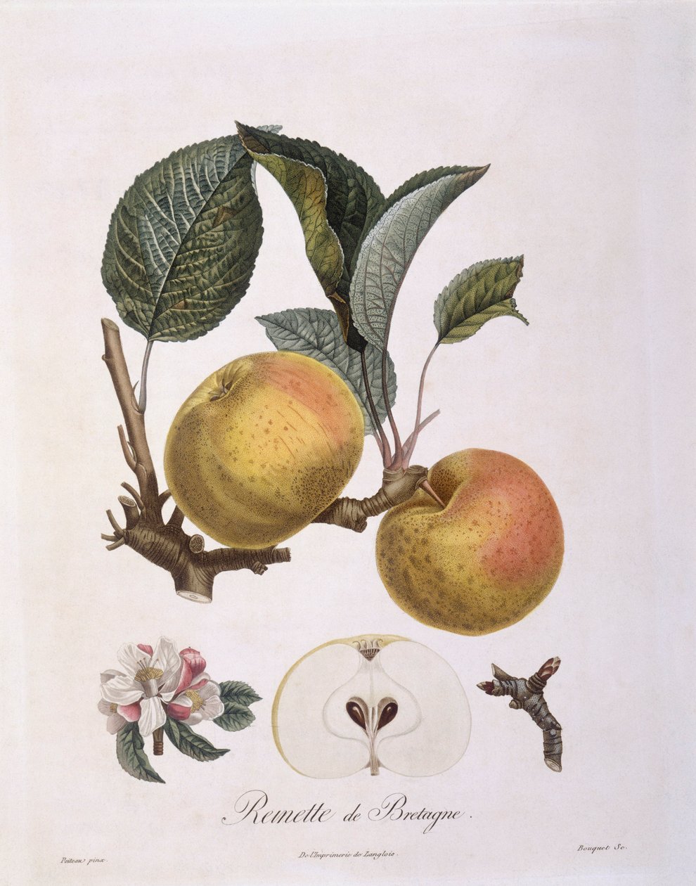 Omena (Malus domestica), Burgundin lajike Henry Louis Duhamel du Monceau, Pierre Antoine Poiteaun kasvitieteellinen levy tekijältä Pierre Antoine (after) Poiteau